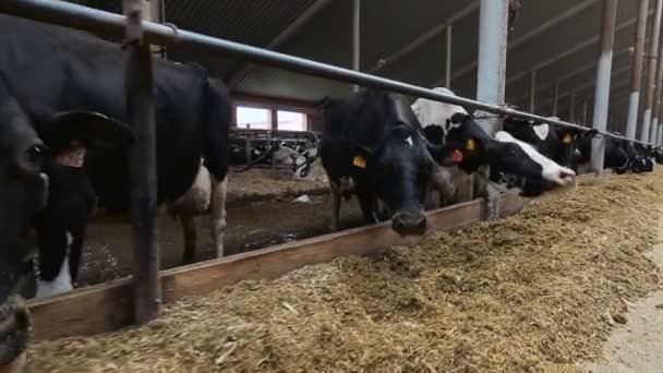 Vacas en una granja comiendo heno del abrevadero — Vídeo de stock