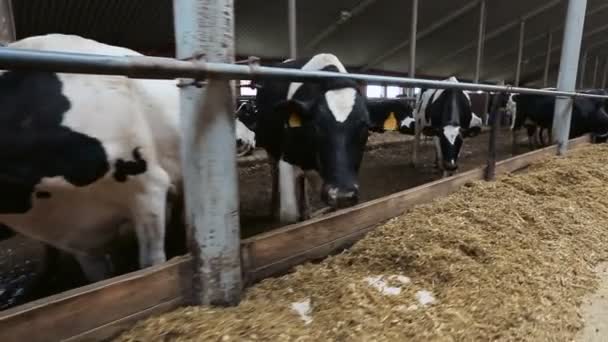 Veel koeien in de schuur — Stockvideo