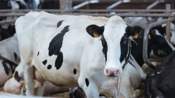 Содержание коров в коровнике — стоковое видео