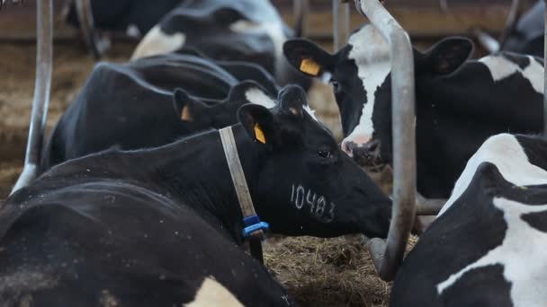 Скот на ферме — стоковое видео
