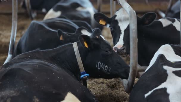 Ganado en la granja — Vídeos de Stock