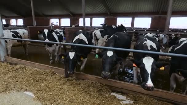 Animais de criação. vacas e vitelos — Vídeo de Stock