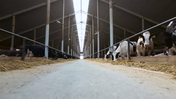 Tierfarm für Kühe — Stockvideo
