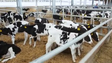 Ahırda süt genç ineklerin