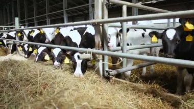 Beslenme sırasında çiftlikteki inekler