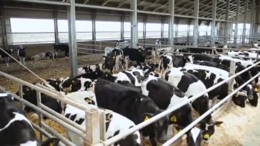 İnekler ve hayvan çiftliği buzağı