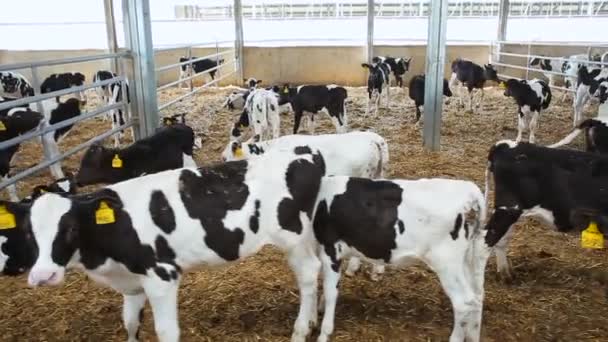 Terneros jóvenes en la granja — Vídeo de stock