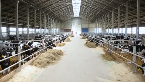 Gran granja de ganado. bovinos cuernos — Vídeo de stock