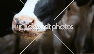 inek yüz yakın çekim