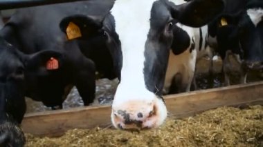 Hayvancılık. İnekler