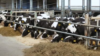 doğal süt çiftlikte