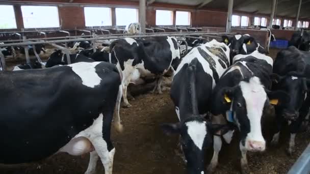Екологічна ферма для корів — стокове відео