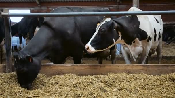 Kühe mit ökologisch natürlichem Futter füttern — Stockvideo