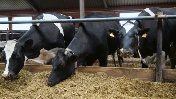 Koe in de stal tijdens het voeden — Stockvideo