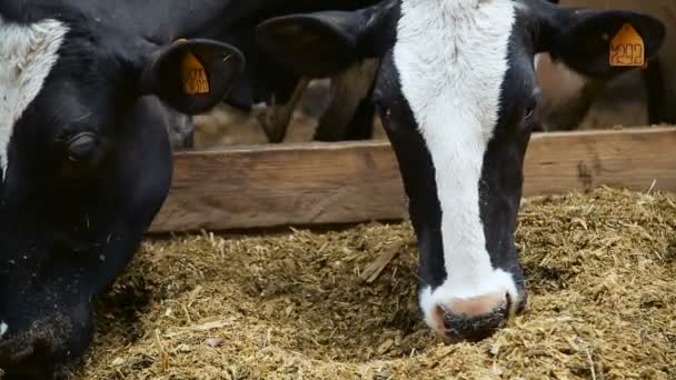 Farm tehén csámcsogó széna — Stock videók
