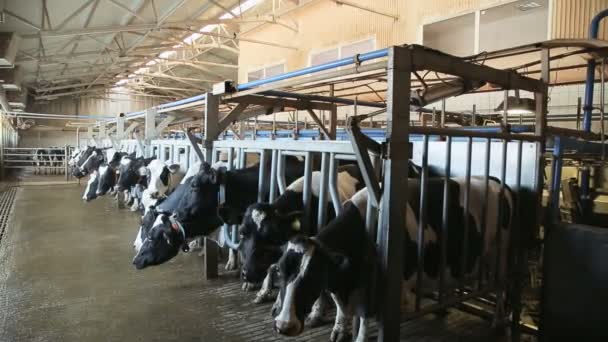 Obtener una leche natural de una vaca — Vídeos de Stock