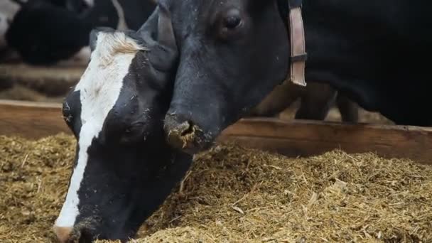 Cows on the farm eating food — Stock Video