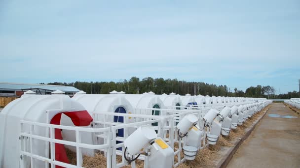 Granja para vacas con casas individuales — Vídeo de stock