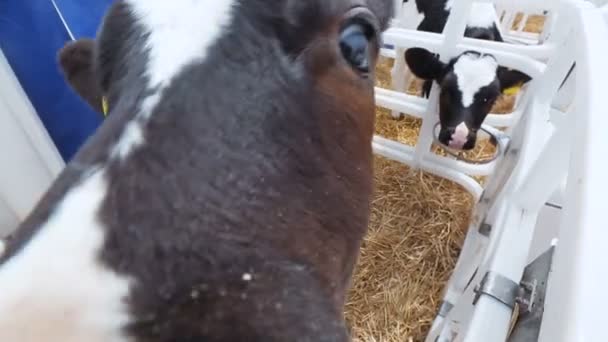 Kalv petade ett ansikte in i kameran — Stockvideo