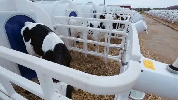 Çiftlikte buzağılar yetiştirme — Stok video