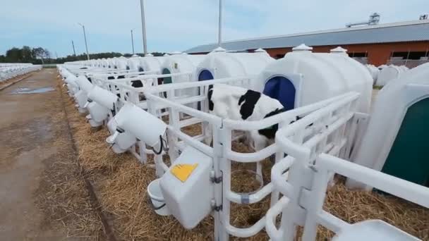 Viehzuchtanlage für die Unterbringung von Kälbern — Stockvideo