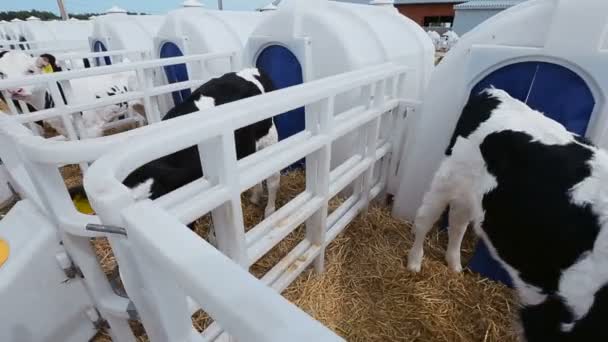 The calves on the farm — Stock Video