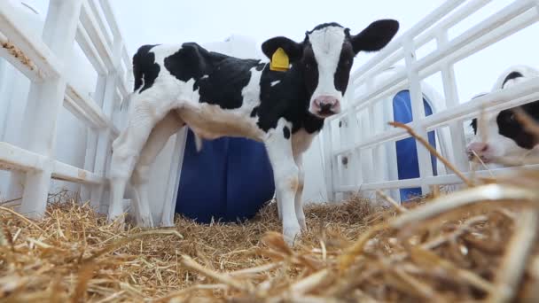 Mooie kalveren. veehouderij — Stockvideo