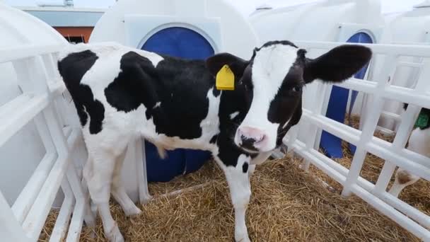 Sector agrícola para a criação de vitelos — Vídeo de Stock