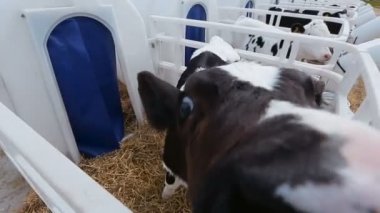 buzağı dil kamera yalıyor