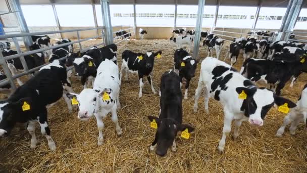 Beaucoup de veaux à la ferme — Video