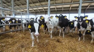 Hayvancılık iş. damızlık inek