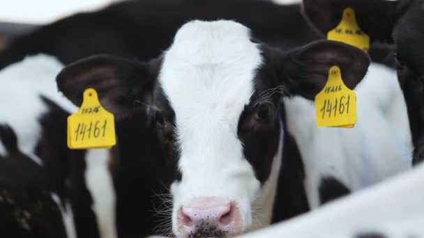 Cute calf closeup on the background of other calves — Stock Video