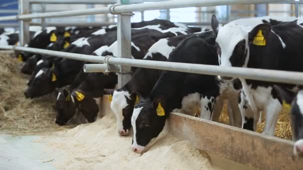 Vacas en la granja durante la alimentación — Vídeo de stock