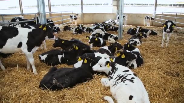 Sector ganadero de la agricultura — Vídeo de stock