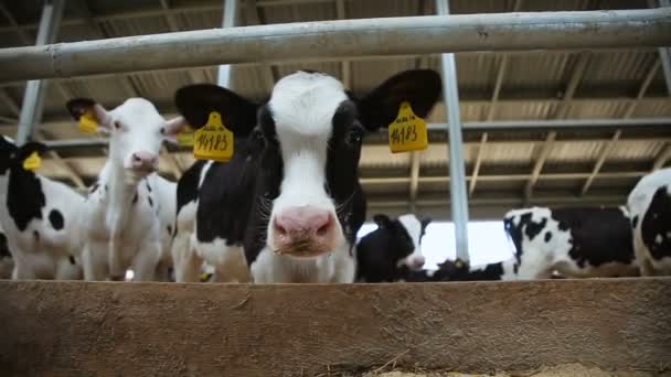 Cría de animales. vacas y terneros — Vídeos de Stock