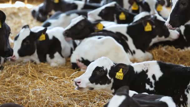 Bezerros pequenos na fazenda — Vídeo de Stock