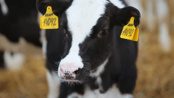 Head of the calf close-up — Stock Video