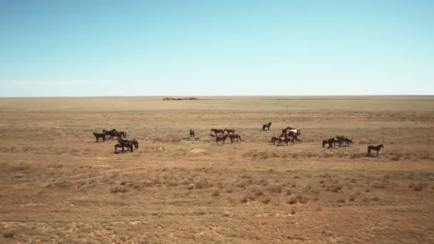 Caballos de tiro aéreo en la estepa — Vídeo de stock