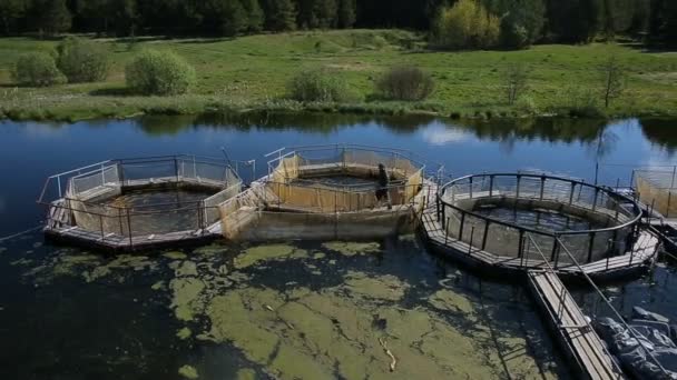 Farmer feeds the fish at the fish farm — Stock Video