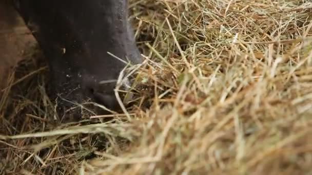 Коровы пожирают сено крупным планом — стоковое видео