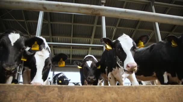 Vacas de raza pura en la granja — Vídeo de stock