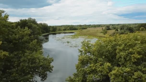 강 위에 녹색 나무 사이 비행 — 비디오