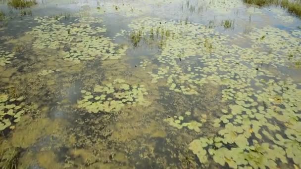 Заросли на реке, желтые водяные лилии, вид с воздуха — стоковое видео