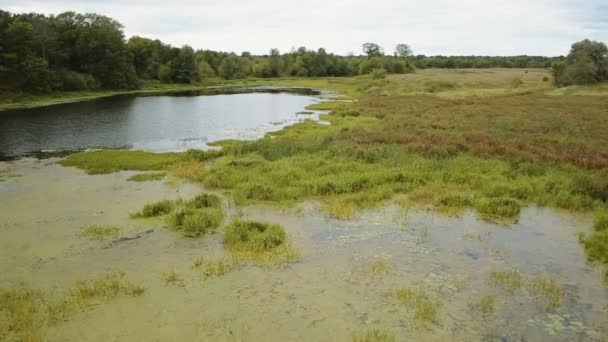 Водяные лилии на тихом болоте — стоковое видео