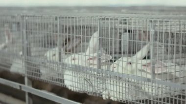 çiftlikte kafeslerde tavşan