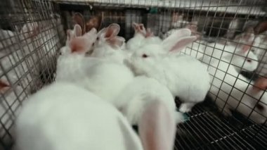 küçük tavşan bir kafes içinde bir sürü