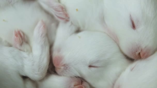 Lilla vita kaniner sova — Stockvideo