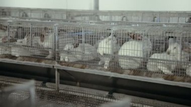 Tavşanlar için hayvan çiftliği