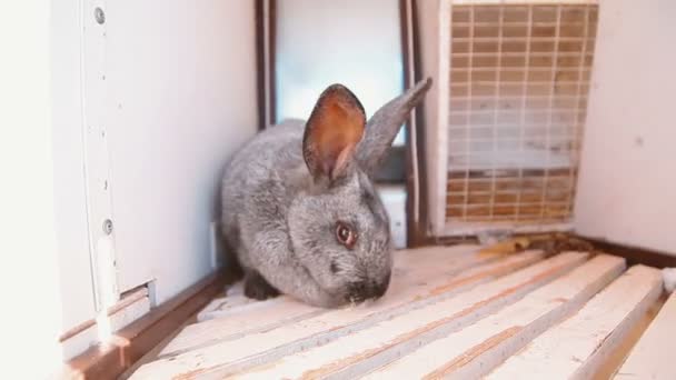 Серый кролик сидит в клетке — стоковое видео