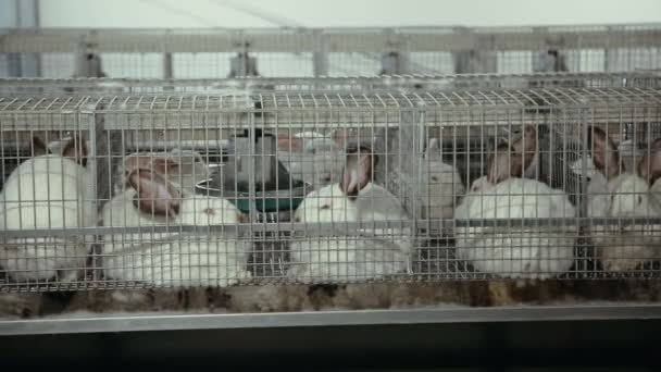 Kaninchenzucht auf dem Hof — Stockvideo